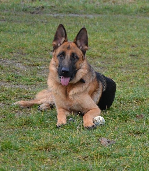 Hunter Des Légendes Champenoises