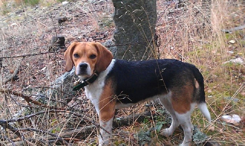 Les Beagle de l'affixe   Des Remises Du Haut Gevaudan