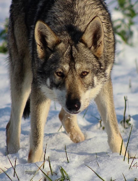 Chien Elevage Leden Des Shokou Eleveur Dakita Inu