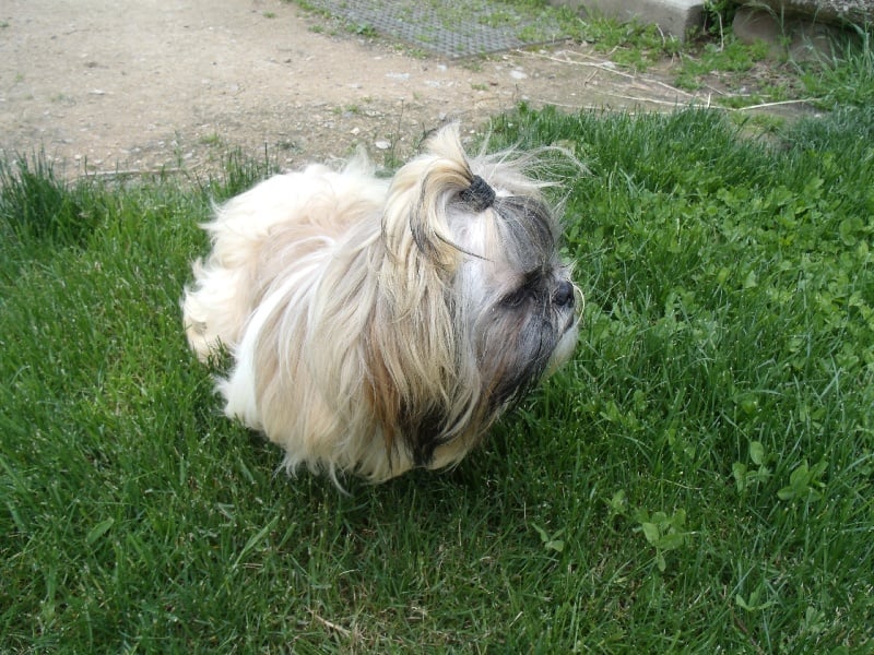 Heden De la truffe en quercy