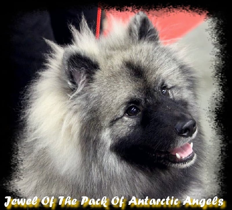 Jewel of the pack Of Antartic Angels