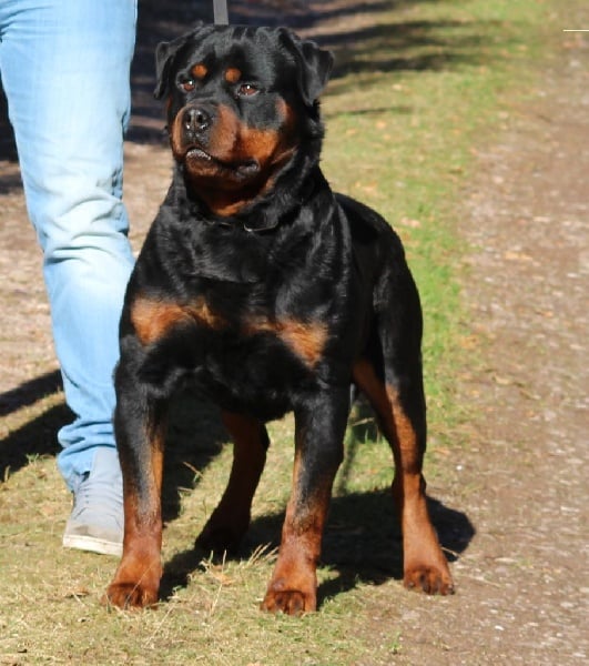 Elto Von Der Muhle Rott