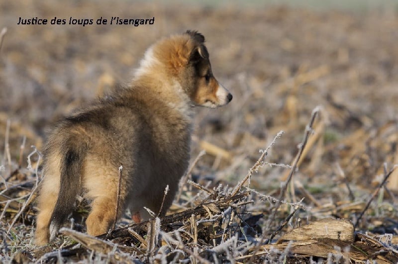 Justice des loups de l'isengard