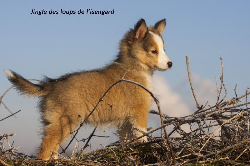 Jingle des loups de l'isengard