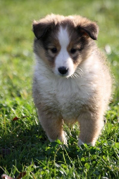 Jake des loups de l'isengard