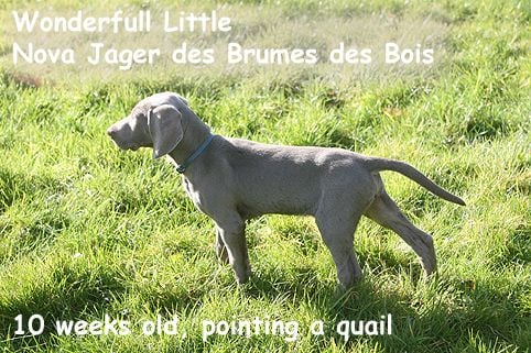 Nova jäger Des brumes des bois