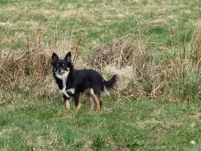 Chien Chihuahua Irish Moka Of Feeling Rainbow