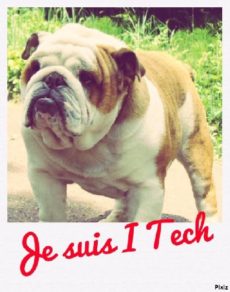 Les Bulldog Anglais de l'affixe   du clan des petits molosses