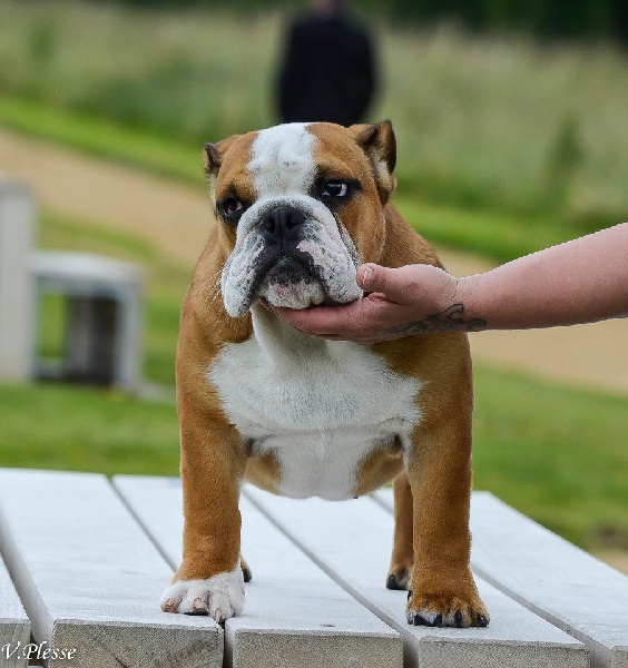 Je Suis Juanito Des Petits Bulls Sucrés Chien De Race Toutes