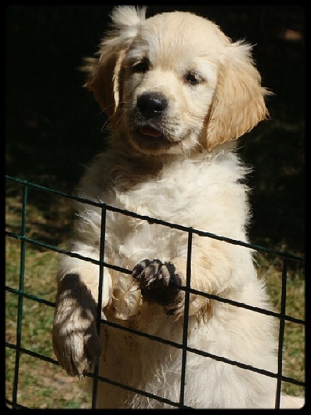 Loreley michka du clan des petits molosses