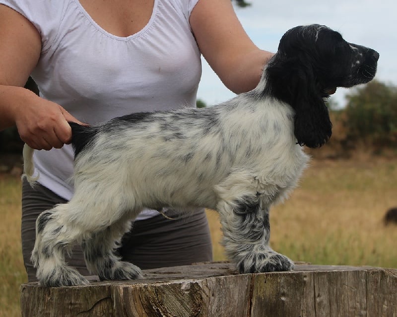 Lucky charm du Domaine de Kérarzic Vilin