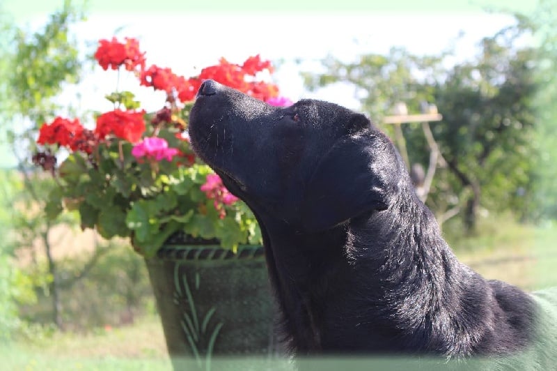 Les Labrador Retriever de l'affixe   De La Foret Des Pyramides