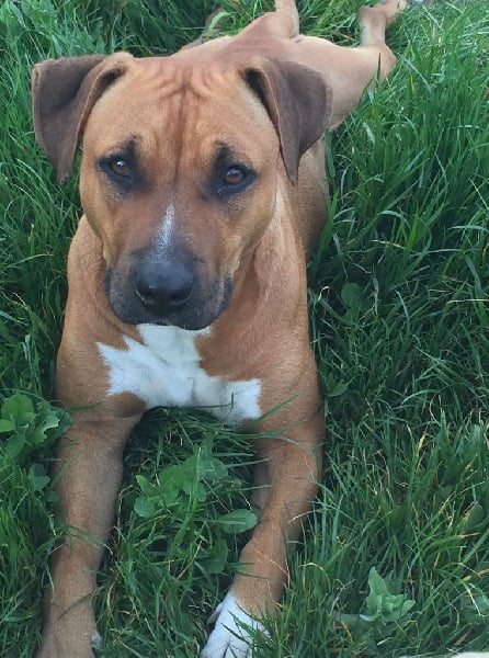 Les American Staffordshire Terrier de l'affixe   Du Berceau De La Provence