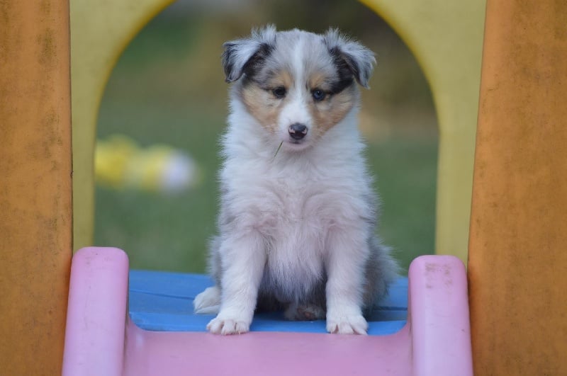 Lilou blue des tendres caresses