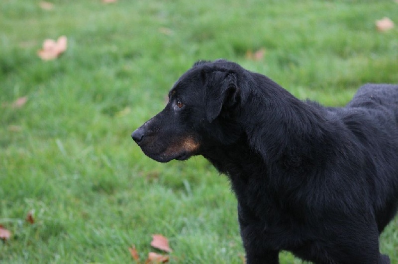 Gadjo Des Coteaux Du Petit Gris Chien De Race Toutes Races