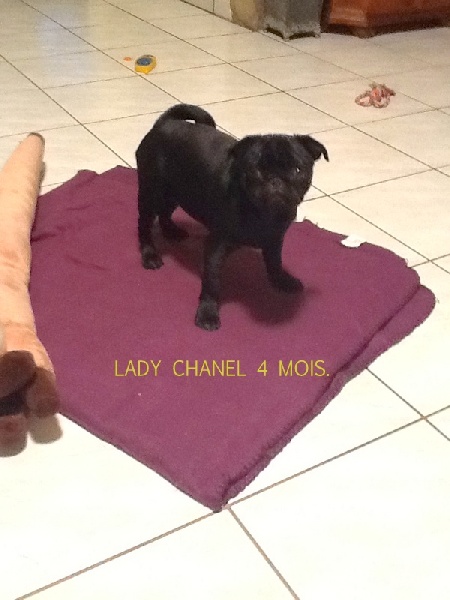 Lady chanel De la colline maya