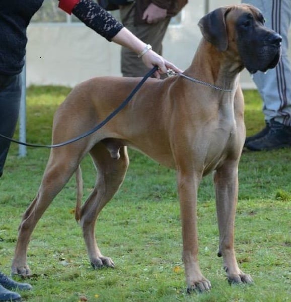 CH. Heros du Sataury du Gondor