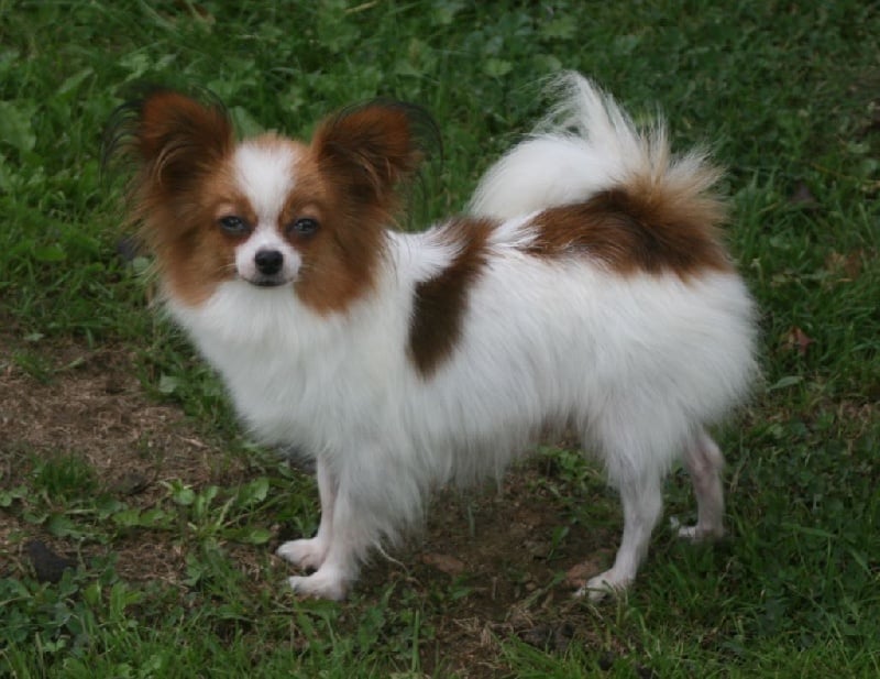 Les Epagneul nain Continental (Papillon) de l'affixe   du berger de la vallée des géants