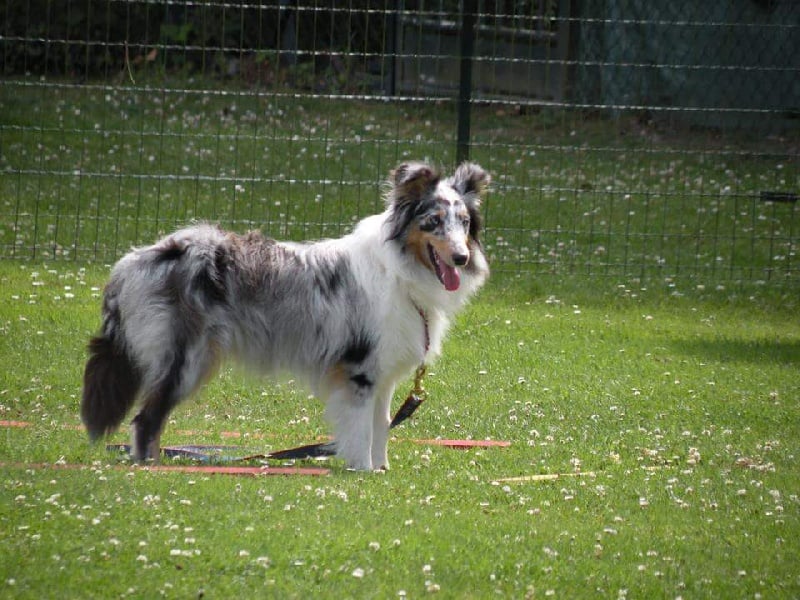 Les Shetland Sheepdog de l'affixe   de la Tribu des Lou-ïs