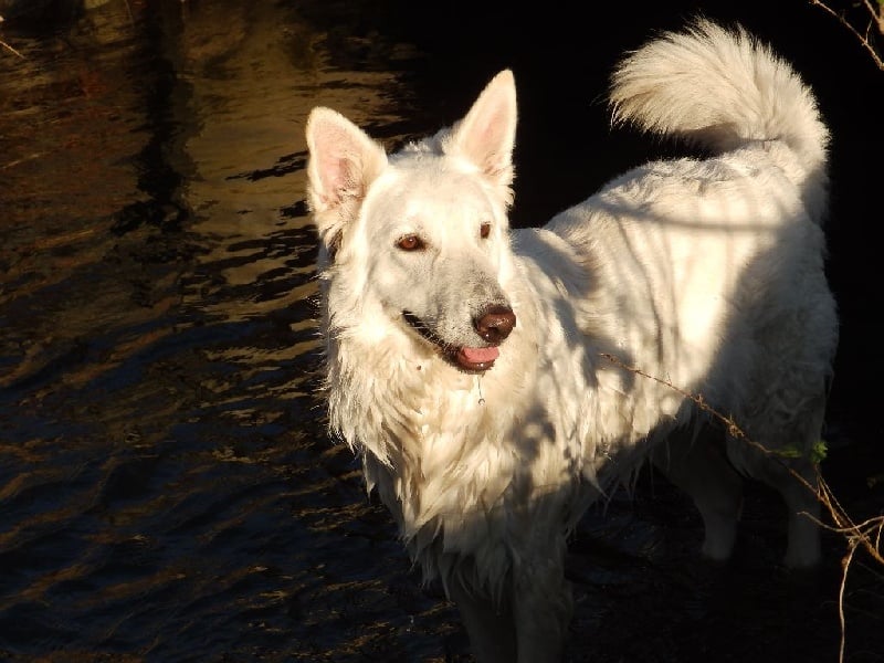 Les Berger Blanc Suisse de l'affixe   Des Etoiles D'Orphédou