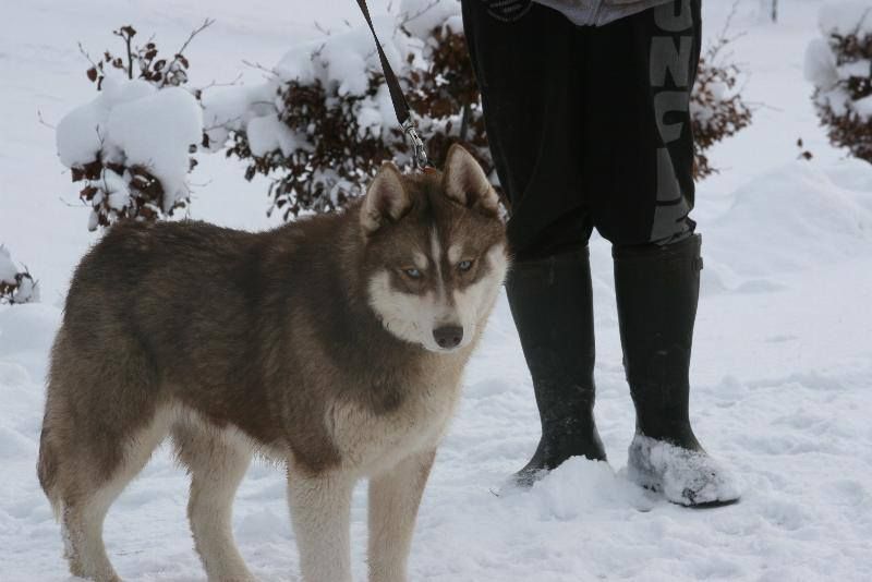 Magic Wolf L'émigrent dit franco