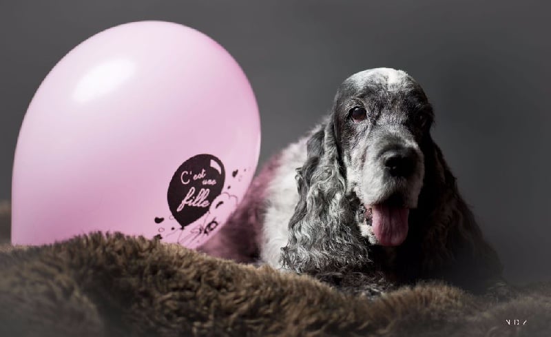 Les Cocker Spaniel Anglais de l'affixe   Du Val d'Isatis