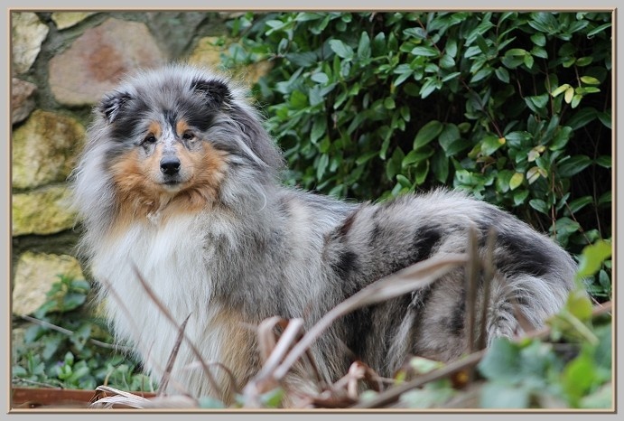 Hija de la luna du bois des chênes beaux