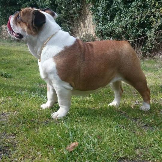 Les Bulldog Anglais de l'affixe   J M's Vagab