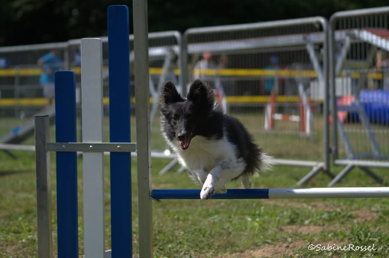 Joy of life (folie) Du Grand Champ D' Aubertans