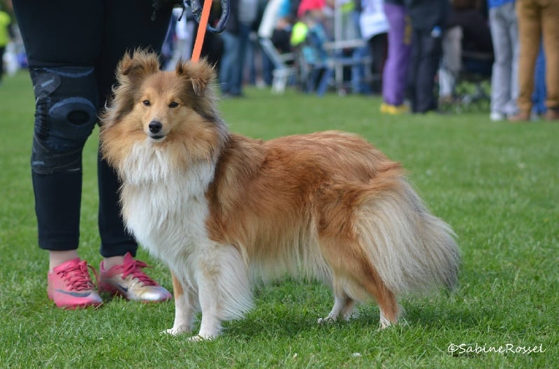 Ivana Du Grand Champ D' Aubertans