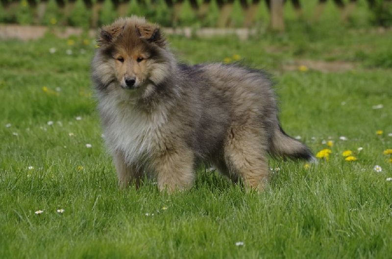 Mufasa, the king de la Déesse des Moissons