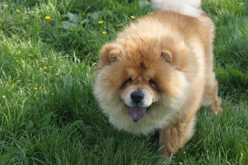 Les Chow Chow de l'affixe   Du Domaine De Goes-Kuard