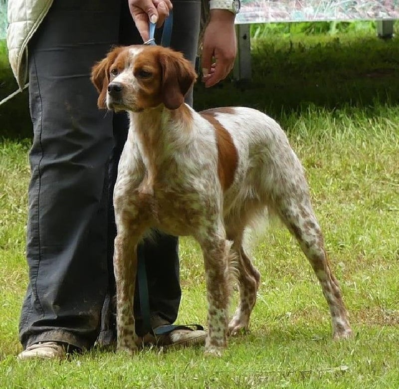 TR. CH. Huet des bois de gland