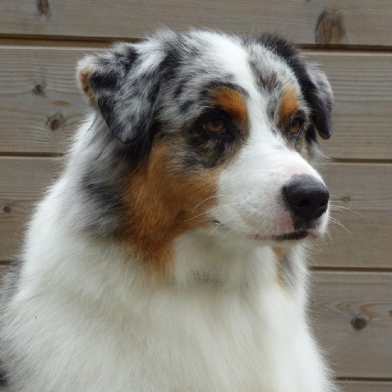 June blue des aussies de la haye