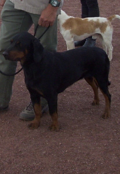 Les Chien courant slovaque de l'affixe   Du Hallier Des Sables d'Or