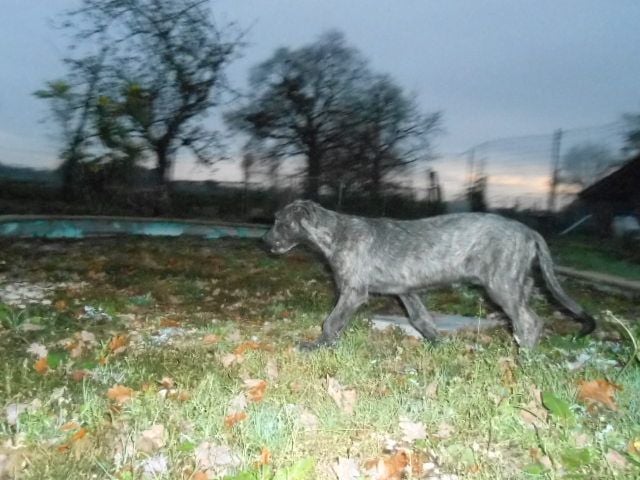 Les Levrier Irlandais de l'affixe   du logis des harfangs