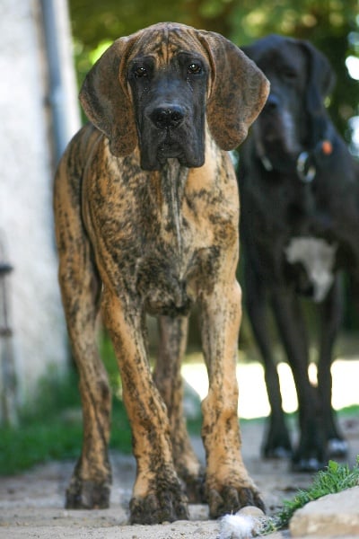 Les Dogue allemand de l'affixe   Dogs Of Djwil