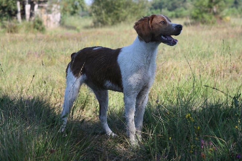 Matha de la Haille au loup