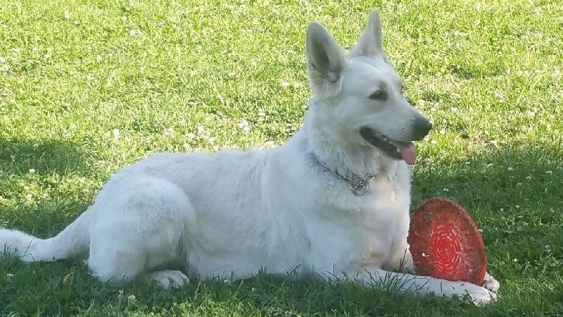 Les Berger Blanc Suisse de l'affixe   de l'esprit Blanc des Montagnes