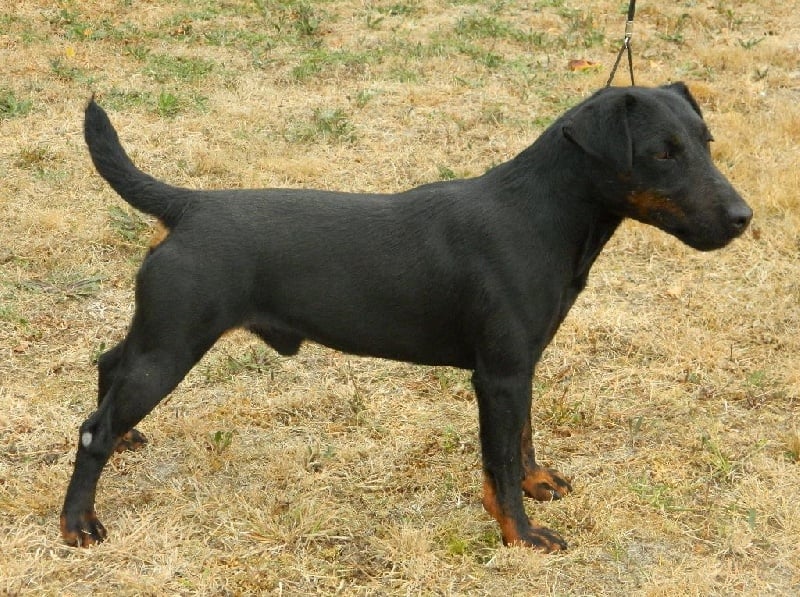 Les Terrier de chasse allemand de l'affixe   De La Dernière Harde De Sologne