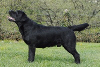 Favorite son du cercle de samson