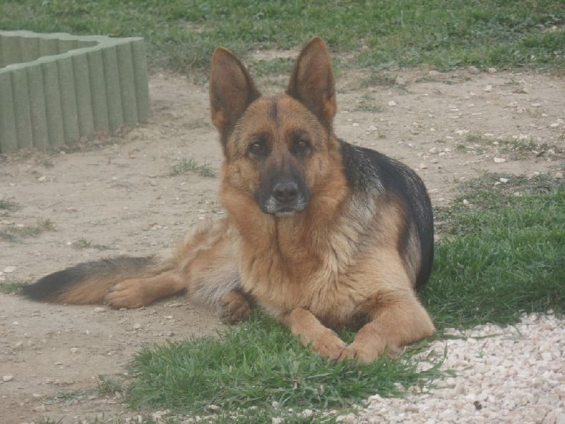 general.Les Berger Allemand general.delaffixe  de la vallée des crocs blancs