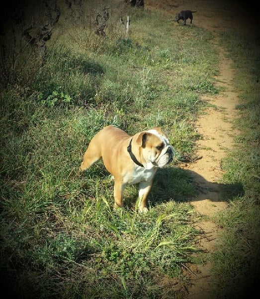 Les Bulldog Anglais de l'affixe   des vignes ensoleillées