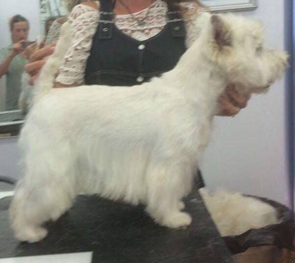 Les West Highland White Terrier de l'affixe   du Clos de la Monnerie