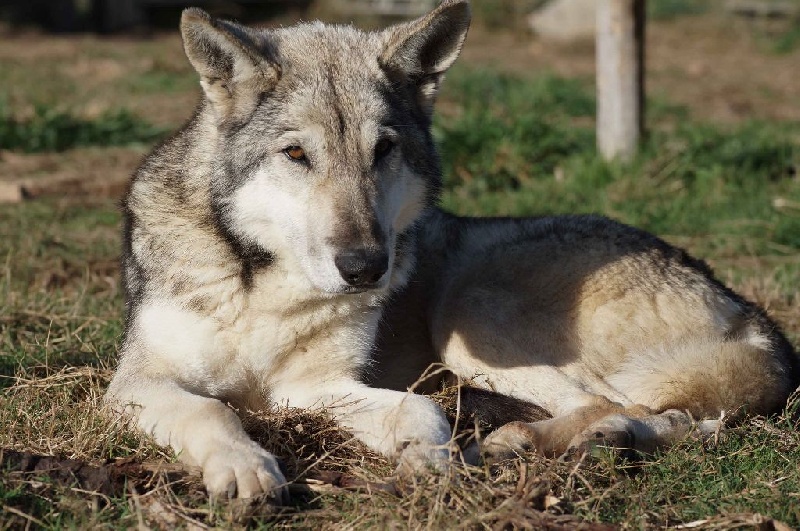 Accueil Canens Africae Elevage De Chiens Loups De