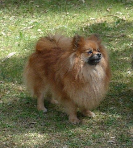 Insoumise-lady des princes des Cevennes