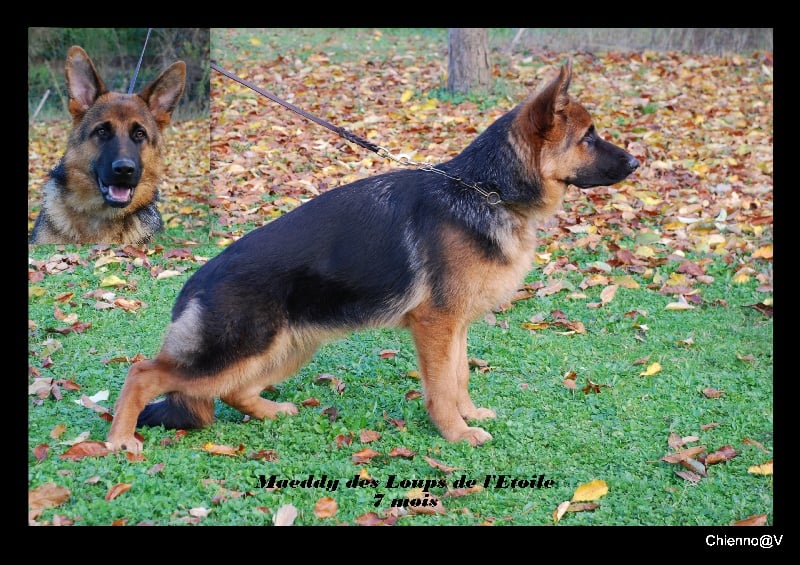 Maeddy des Loups de L'etoile