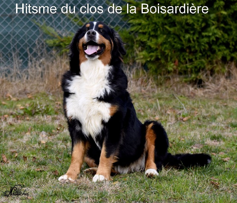 Hitsme du clos de la Boisardière