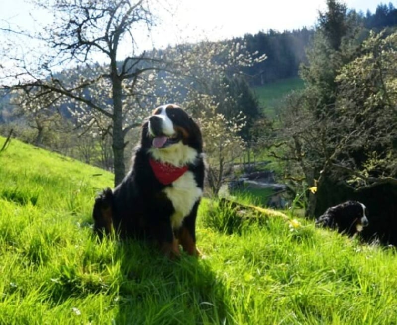 Jack-ober De La Ferme Mittelfeld