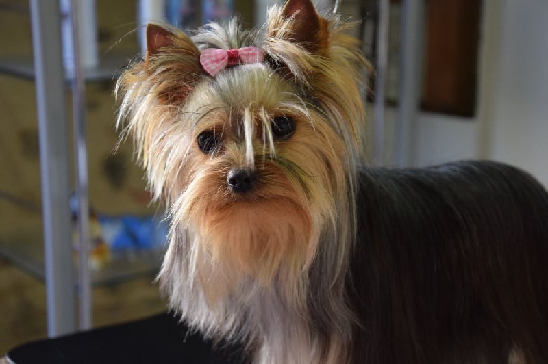 Les Yorkshire Terrier de l'affixe   De la catllannaise